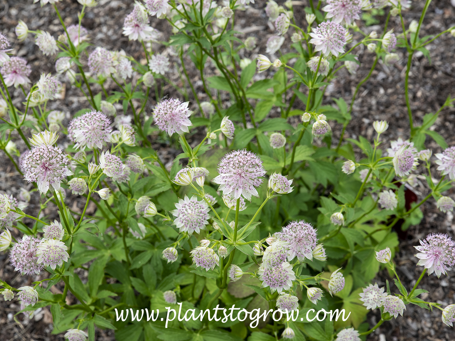 Masterwort Buckland (Astrantia)
The light pink center is the flower that is nested on the papery bracts.
(mid June)